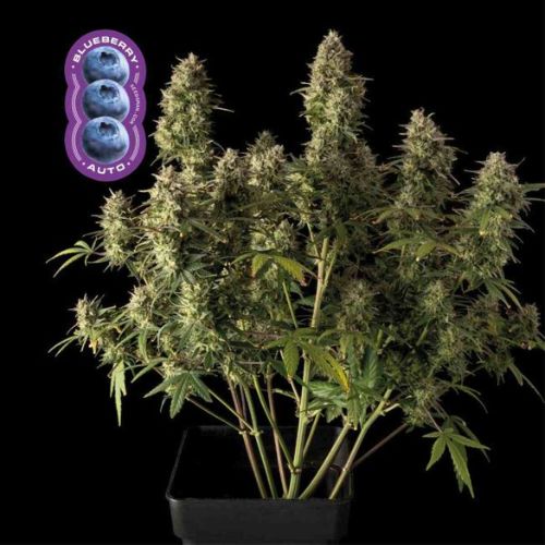 Blueberry Auto Feminized Seeds | Fruity High Yield Cannabis
