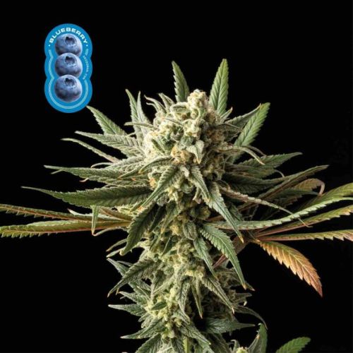 Blueberry Feminized Seeds | Premium Berry Cannabis Genetics