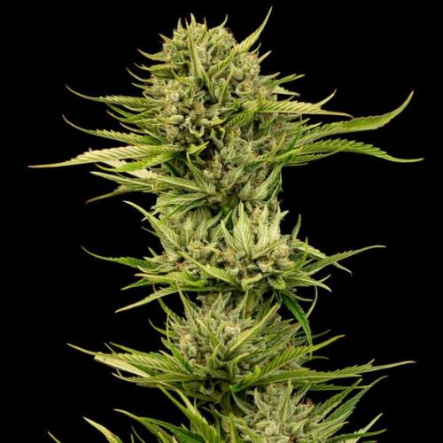 Blueberry Pie F1 Fast Feminized Seeds | Premium Cannabis Genetics