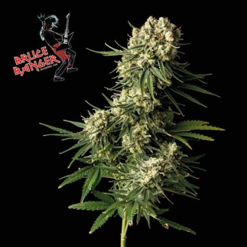 Bruce Banger Feminized Seeds | High THC Sativa Hybrid