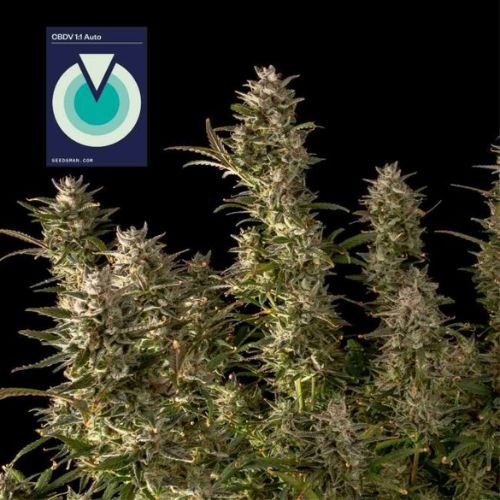 CBDV 11 Auto Feminized Seeds | Balanced CBD/CBDV Autoflower Strain