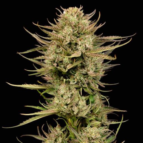 Cherry Punch F1 Feminized Seeds | High THC Hybrid 🌿🍒