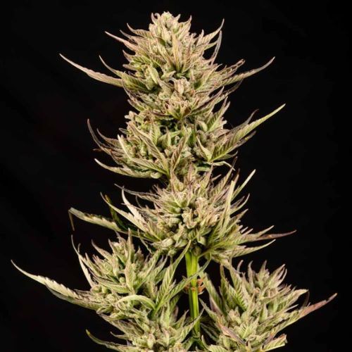Cookie Apple OG F1 Auto Feminized Seeds | Premium Autoflower Cannabis