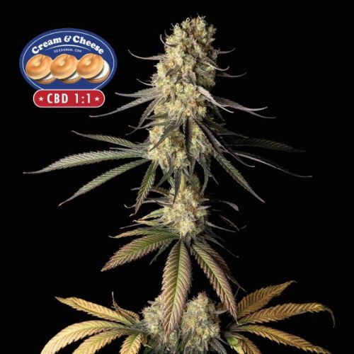 Cream & Cheese CBD 1:1 Feminized Seeds | Balanced High CBD Strain