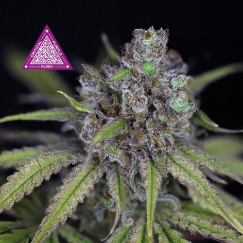 Critical Purple Kush Feminized Seeds | High THC Indica