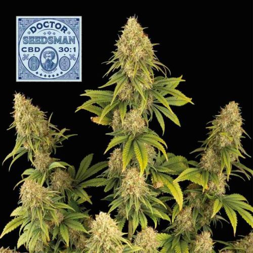 Doctor Seedsman CBD 30:1 Feminized Seeds | High CBD Strain