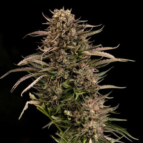 Fatso GMO F1 Auto Feminized Seeds | High THC Autoflower