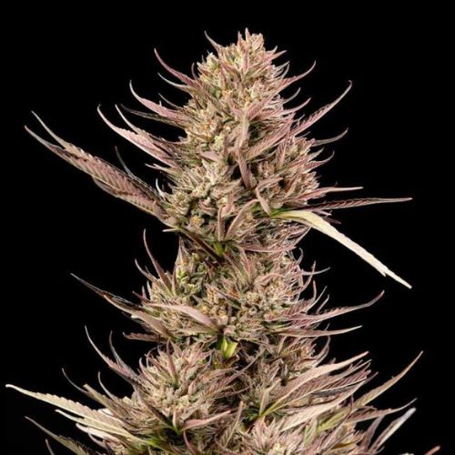 Garlic Muffin F1 Auto Feminized Seeds | Fast & High THC