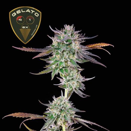 Gelato 41 BX Feminized Seeds | High THC Cannabis Seeds