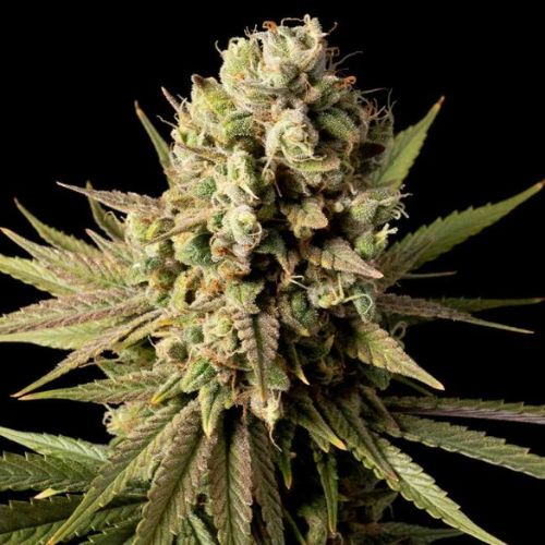 Seedsman Seeds Gorilla Gas F1 Fast Seeds | Skyline Seed Bank