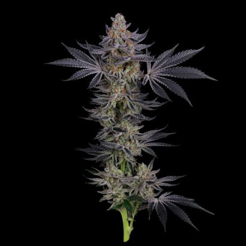 Gorilla Runtz Feminized Seeds | High THC Cannabis Strain