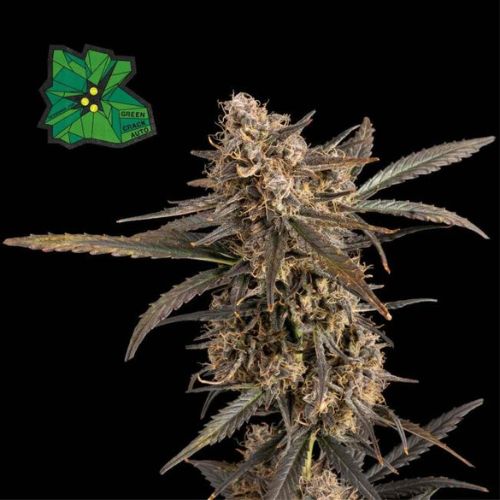 Green Crack Auto Feminized Seeds | Fast Flowering High THC