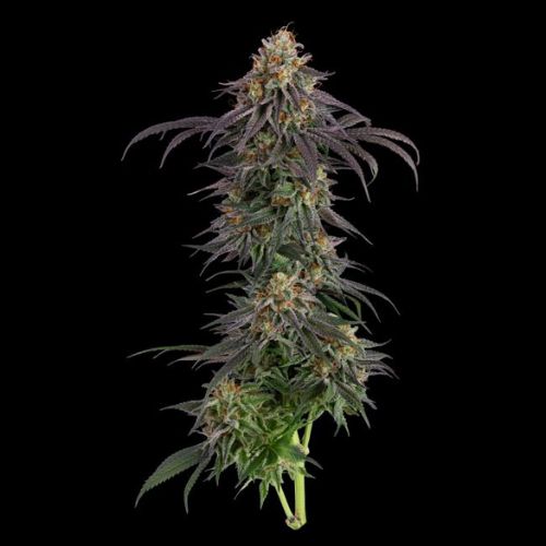 Guava Root GMO Feminized Seeds | High THC, Fast Flowering