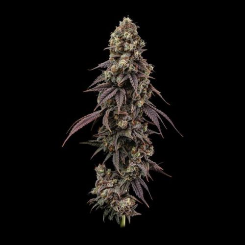 Ice Dream Cake Fast Feminized Seeds | High Yield, Fast Flowering