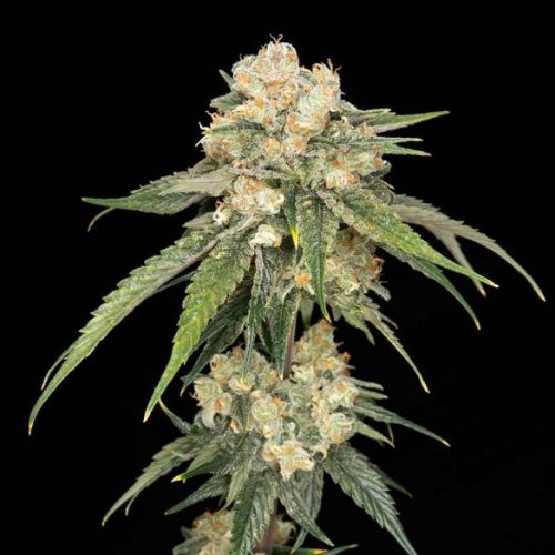 Ice Dream Cake Feminized Seeds | High THC Cannabis Seeds