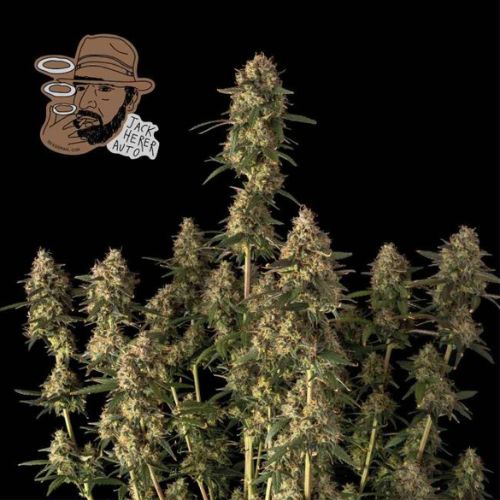 Jack Herer Auto Feminized Seeds | Fast Flowering Cannabis