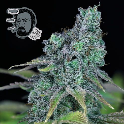 Seedsman Seeds Jack Herer Fast Seeds | Skyline Grow Shop