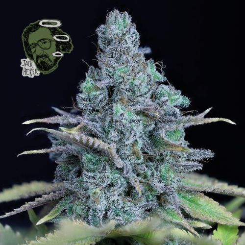 Jack Herer Feminized Seeds | High THC Legendary Strain
