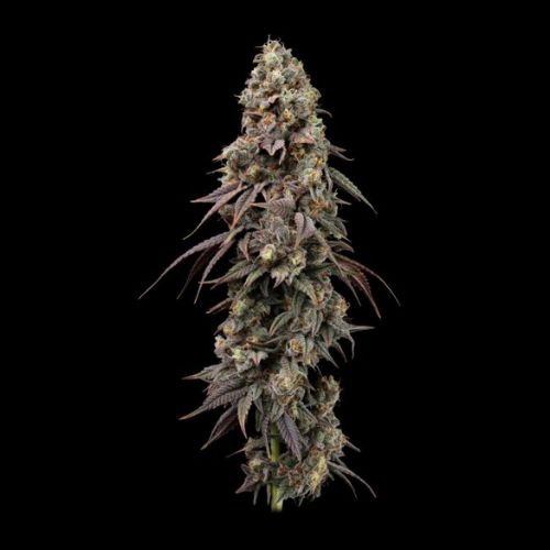 Jealousy Fast Feminized Seeds | Fast Flowering Cannabis