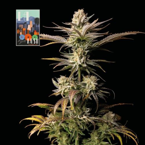 L.A. Peyote Kush Feminized Seeds | High THC Indica Strain