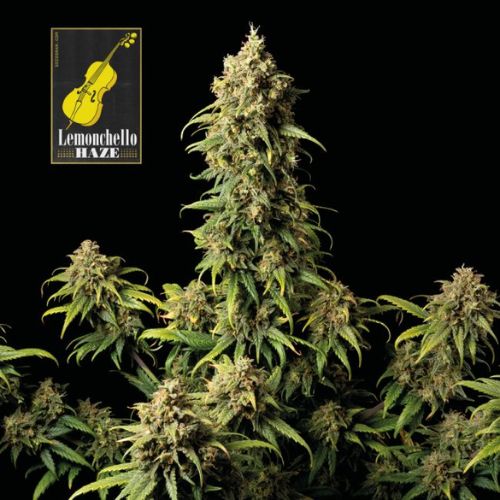 Lemonchello Haze Feminized Seeds | Citrus High-Yield Strain