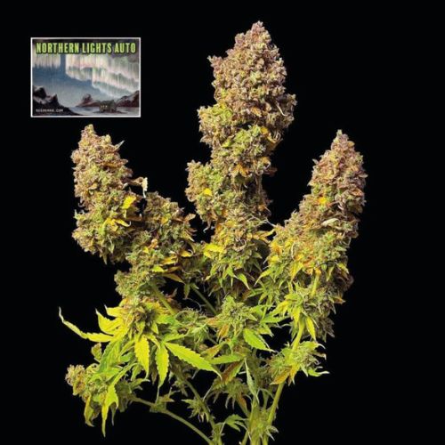 Northern Lights Auto Feminized Seeds | Fast Indica Autoflower