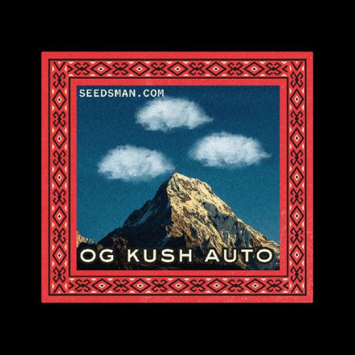 OG Kush Auto Feminized Seeds | Fast Flowering High THC