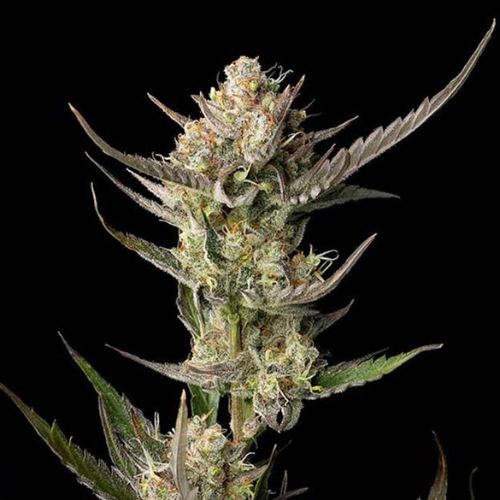 OG Kush Feminized Seeds | High THC Cannabis Strain