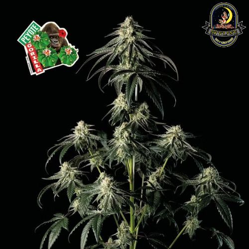 Seedsman Peyote Gorilla Seeds | Skyline Vape & Smoke Lounge | South ...