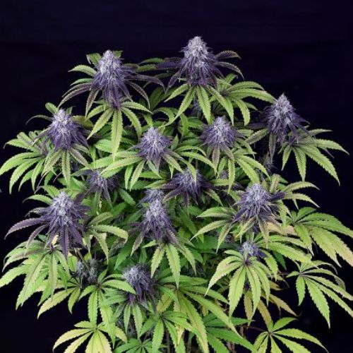Peyote Wi-Fi CBD 2:1 Feminized Seeds | High CBD Cannabis