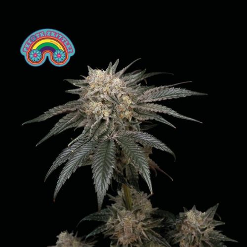 Peyote Zkittlez Feminized Seeds | High THC Indica Hybrid
