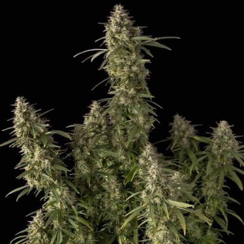 🔹 Pineapple OG Auto Feminized Seeds | High THC Tropical Strain 🌿