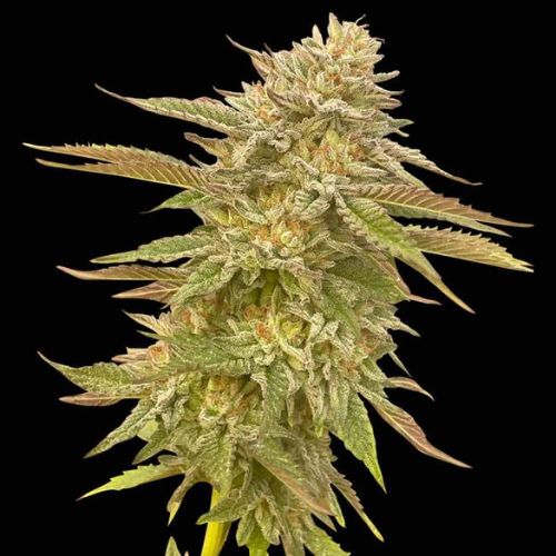Pineapple OG Feminized Seeds | High THC Tropical Hybrid