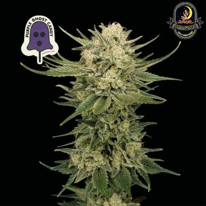 Purple Ghost Candy