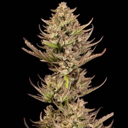 Purple Punch F1 Fast Feminized Seeds | High Yield & Potent