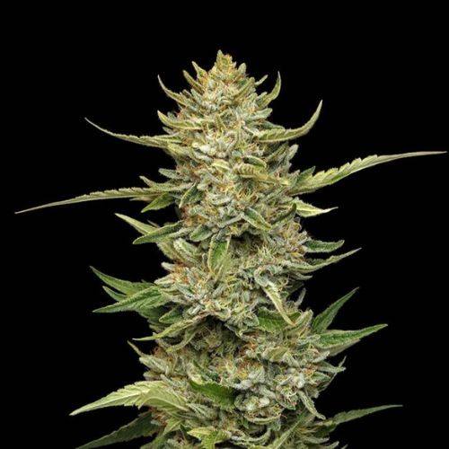Sour Diesel Auto Feminized Seeds | High THC Sativa Auto