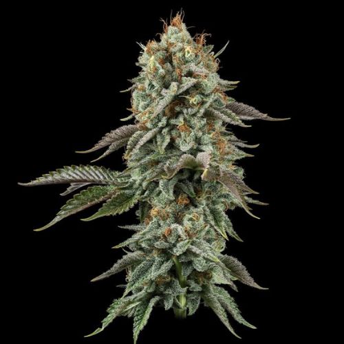 Sour Diesel Feminized Seeds | High THC Sativa Cannabis Seeds