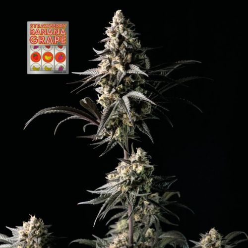 Strawberry Banana Grape Feminized Seeds | Fruity, High THC 🌿🍓🍇