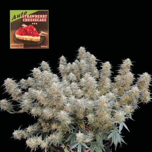 Strawberry Cheesecake Auto Feminized Seeds | High Yield Auto