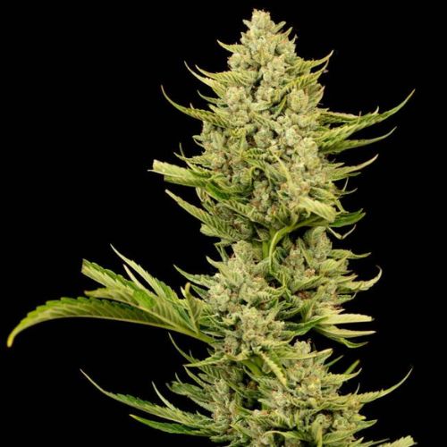Tangerine Snow F1 Fast Feminized Seeds | High THC Citrus Strain