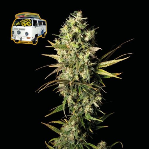 The White OG Feminized Seeds | High THC OG Kush Strain