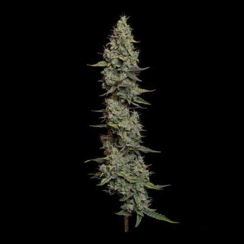 Wedding Cake Auto Feminized Seeds | Fast Flowering Cannabis