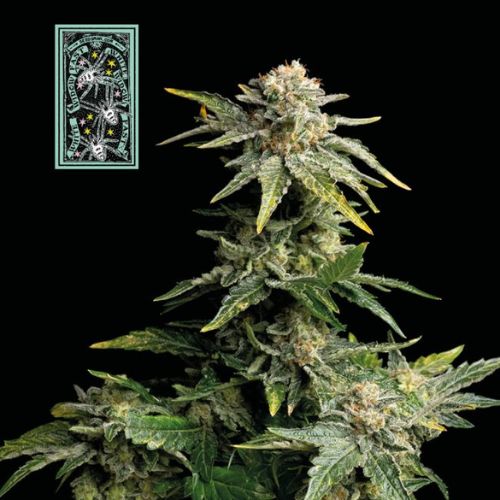 White Widow Fast Feminized Seeds | High THC Fast Flowering
