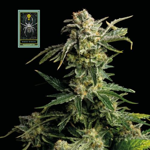 White Widow Feminized Seeds | High Yield Legendary Strain