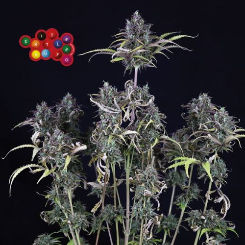 Zkittlez Auto Feminized Seeds | Fast Flowering Autoflower