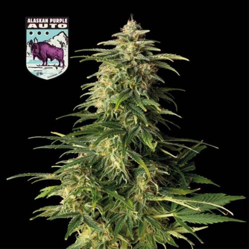 Seedsman Alaskan Purple Auto Seeds | Skyline Seed Bank | South Africa