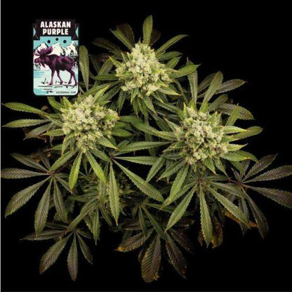 Seedsman Alaskan Purple Seeds | Skyline Seed Bank | South Africa