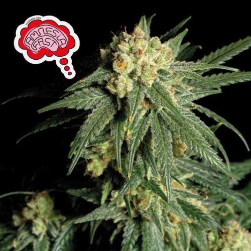 Amnesia Fast Feminized Seeds 🌿 | Sativa-Dominant High THC