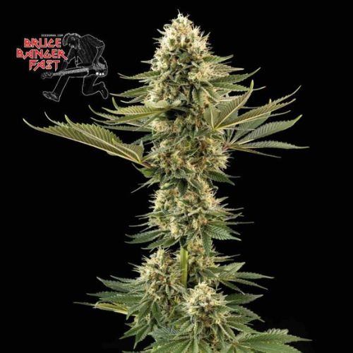 Bruce Banger Fast Feminized Seeds | Fast Flowering Sativa Hybrid