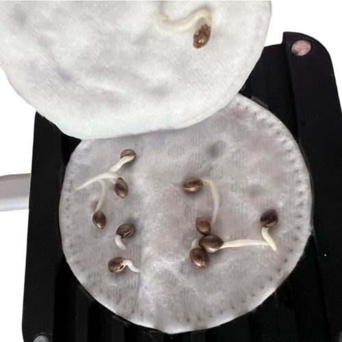 Sprout Premium Seed Germinator | Skyline Grow Shop